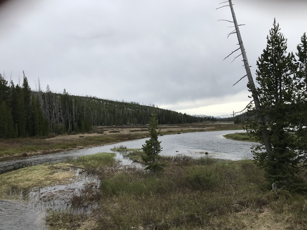 green trees near lake under white clouds during daytime