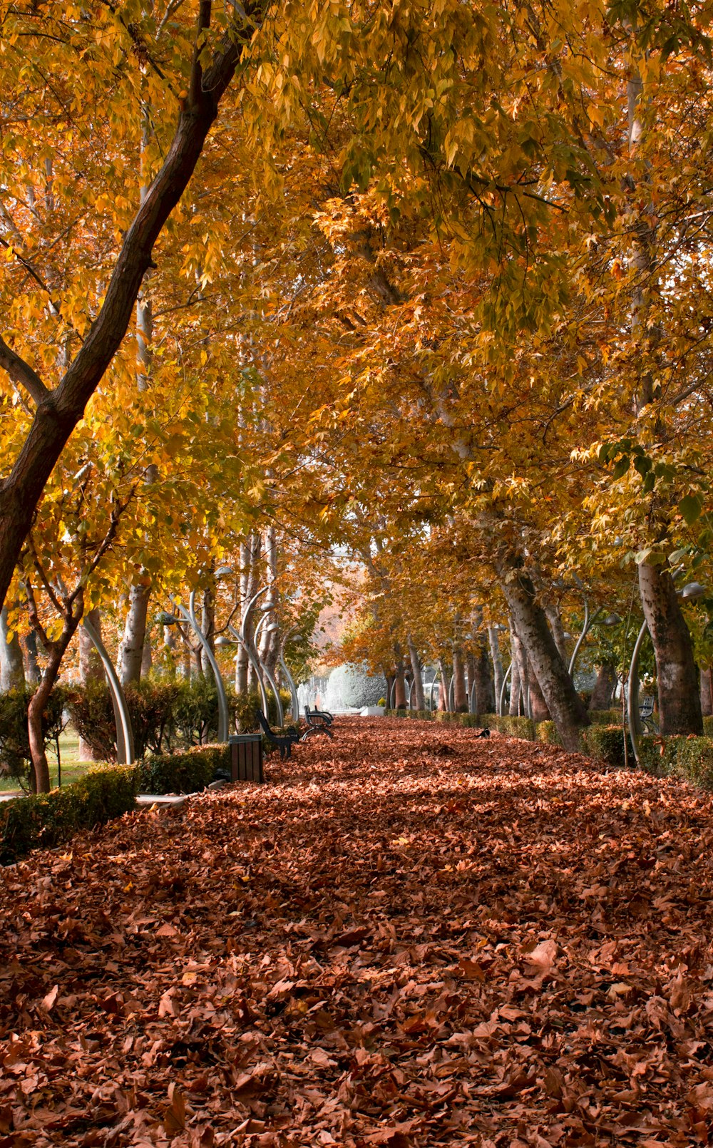 alberi marroni e verdi durante il giorno