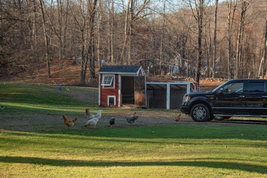 A sunlit morning scene of chickens and ducks roaming freely near the red barn at Klotz Hill Farm.