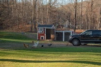 A cluster of chickens strolls on a grassy area near a small red barn-like structure. A black pickup truck is parked nearby, with its front visible in the scene. The background is composed of leafless trees, suggesting a late autumn or early winter setting. Sunlight casts long shadows, enhancing the tranquil rural atmosphere.