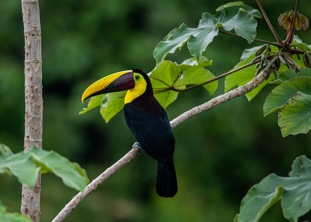 black and yellow bird on brown tree branch during daytime