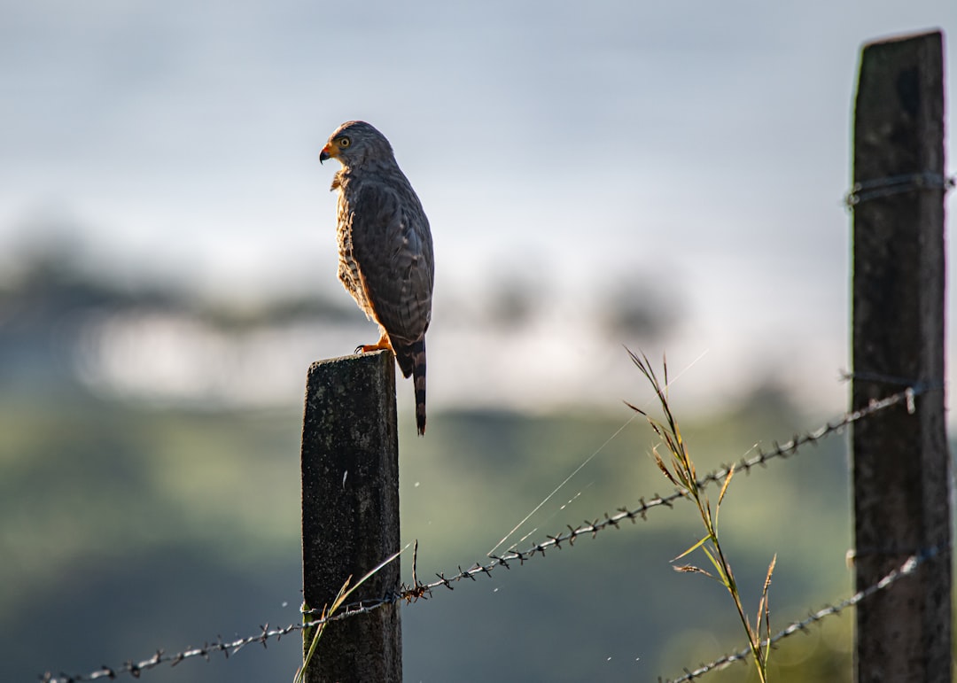 black bird on brown wooden post during daytime