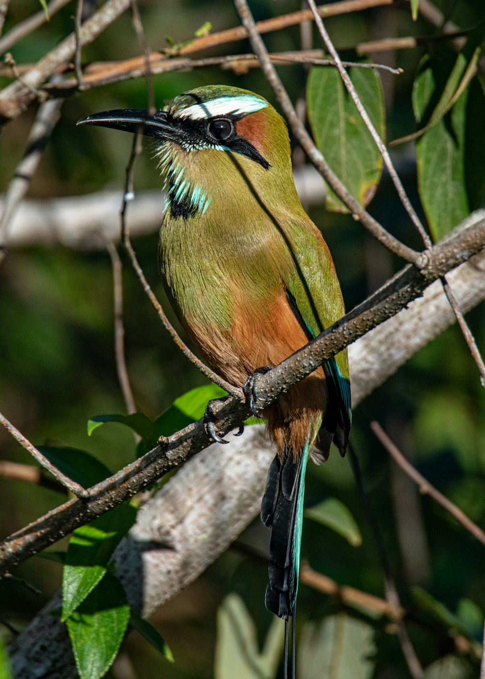 green and brown bird on brown tree branch during daytime