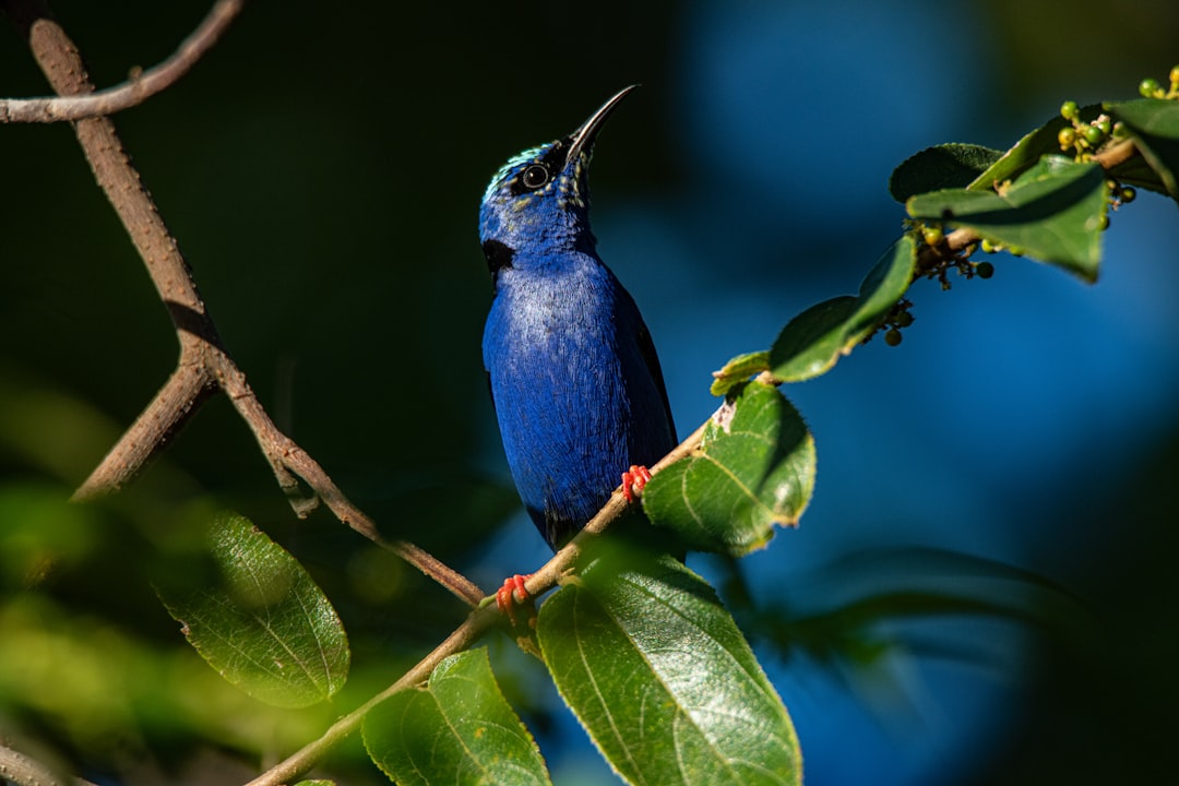 blue bird on green leaves during daytime