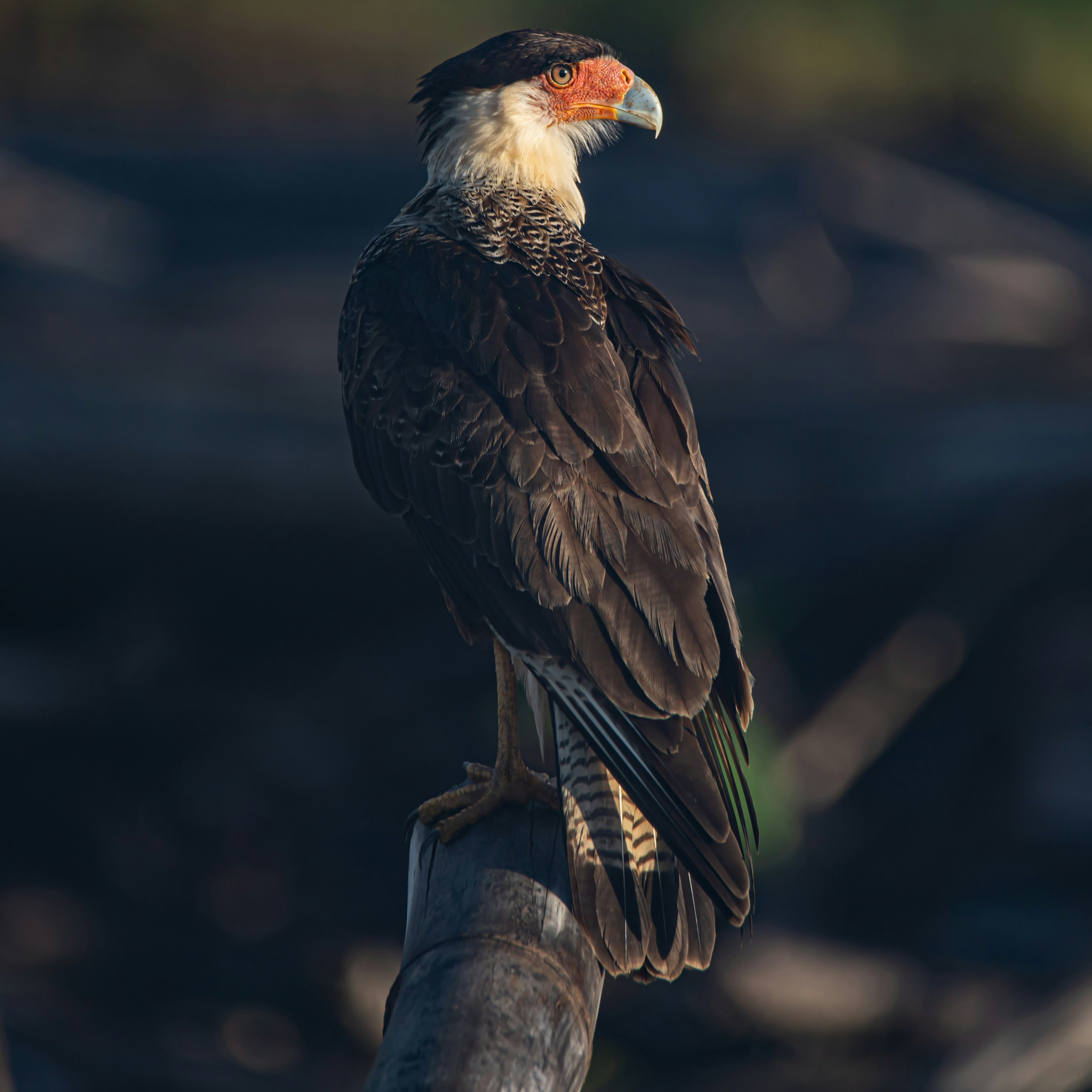 brown and white bird on tree branch