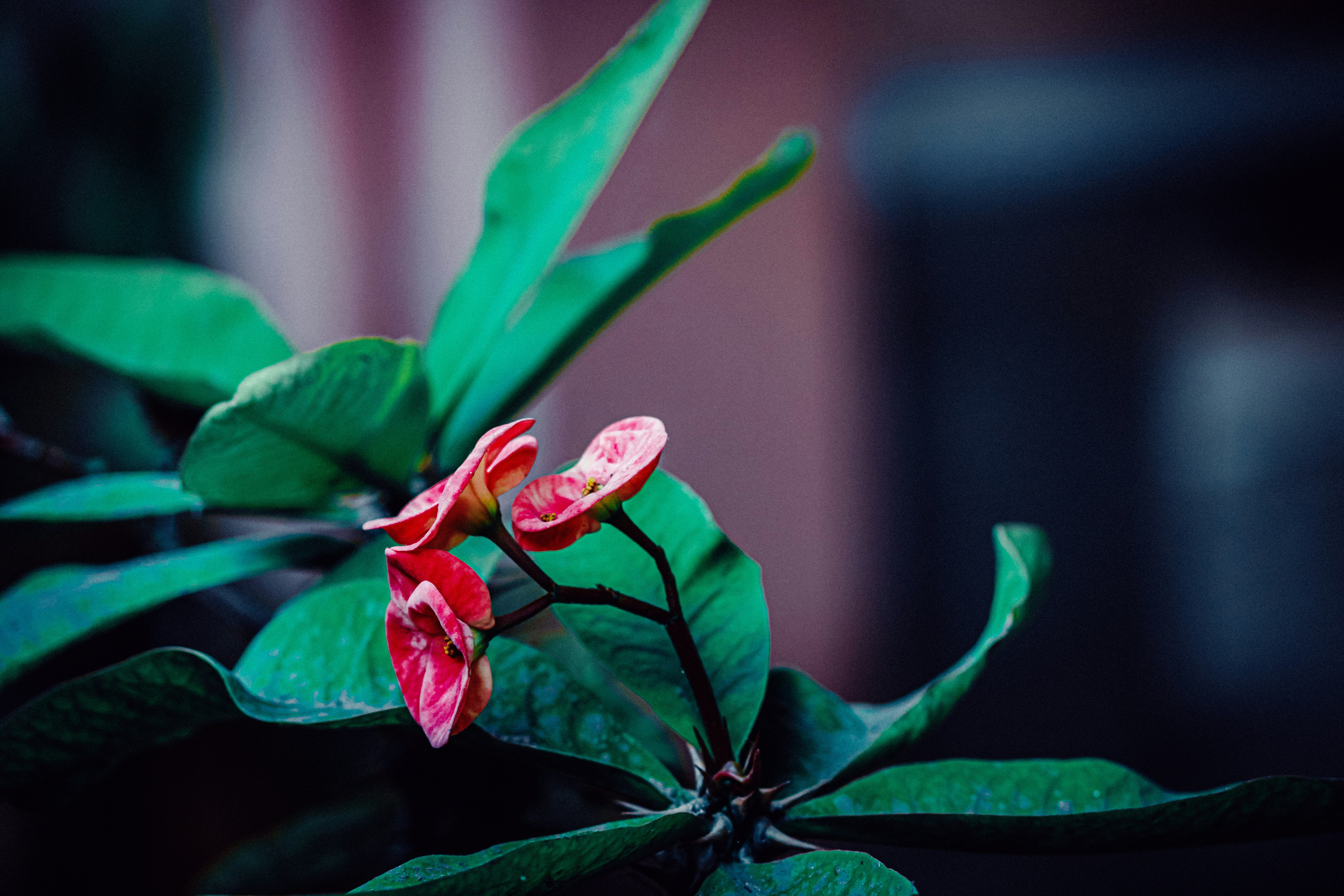 red flower with green leaves