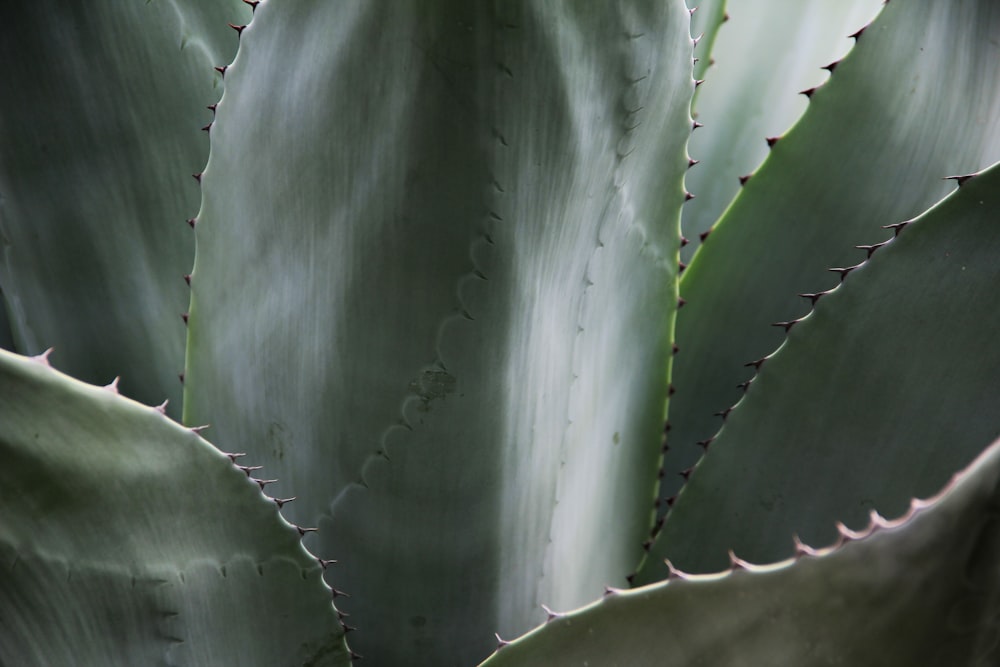 green leaf plant in close up photography