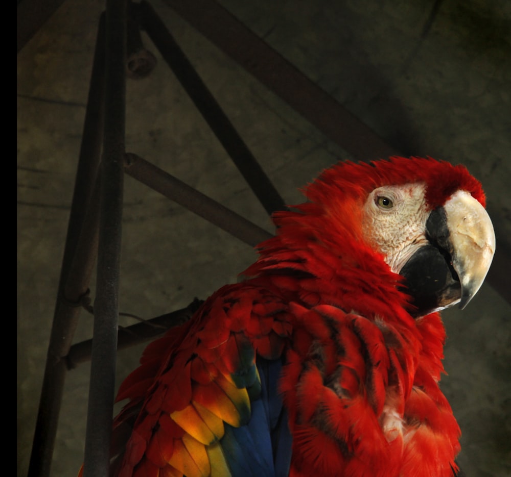 red and blue parrot on black metal bar