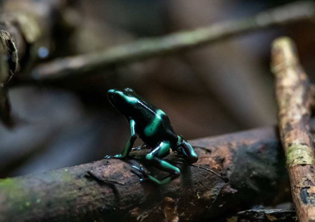 green frog on brown tree branch