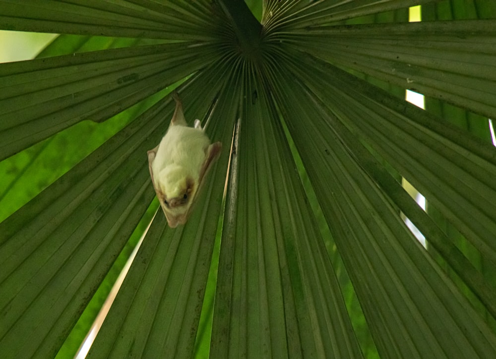 white short coated dog on green leaf