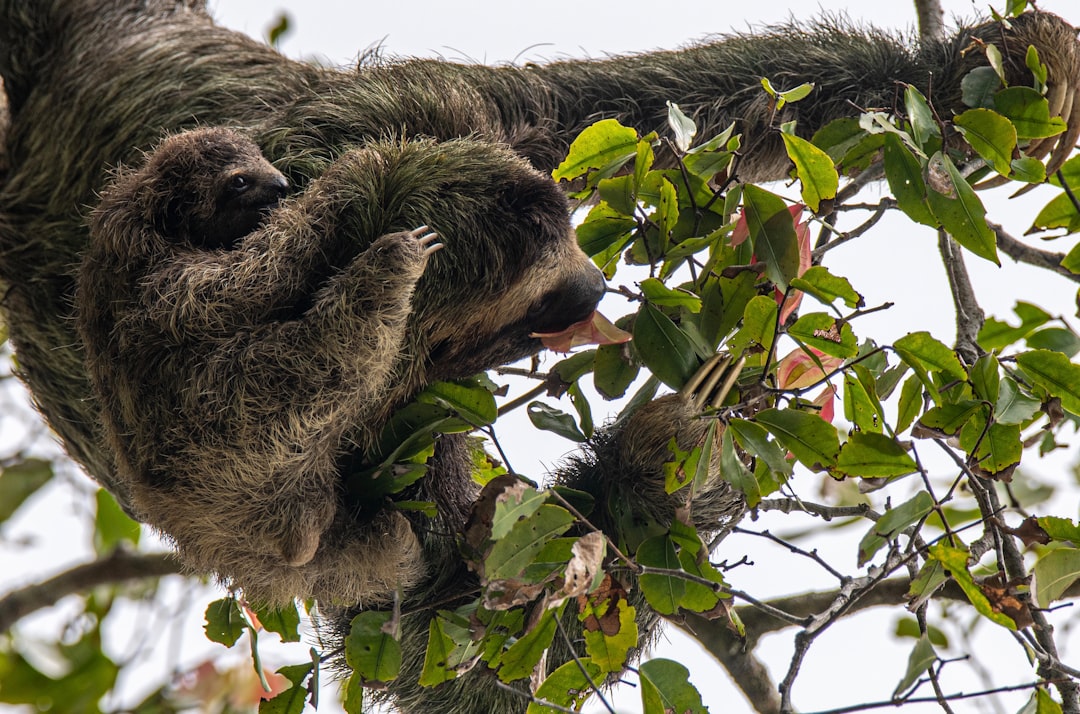 grey and white animal on tree