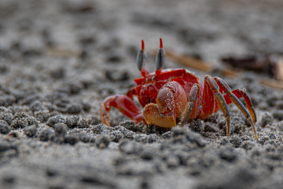 red crab on gray sand during daytime