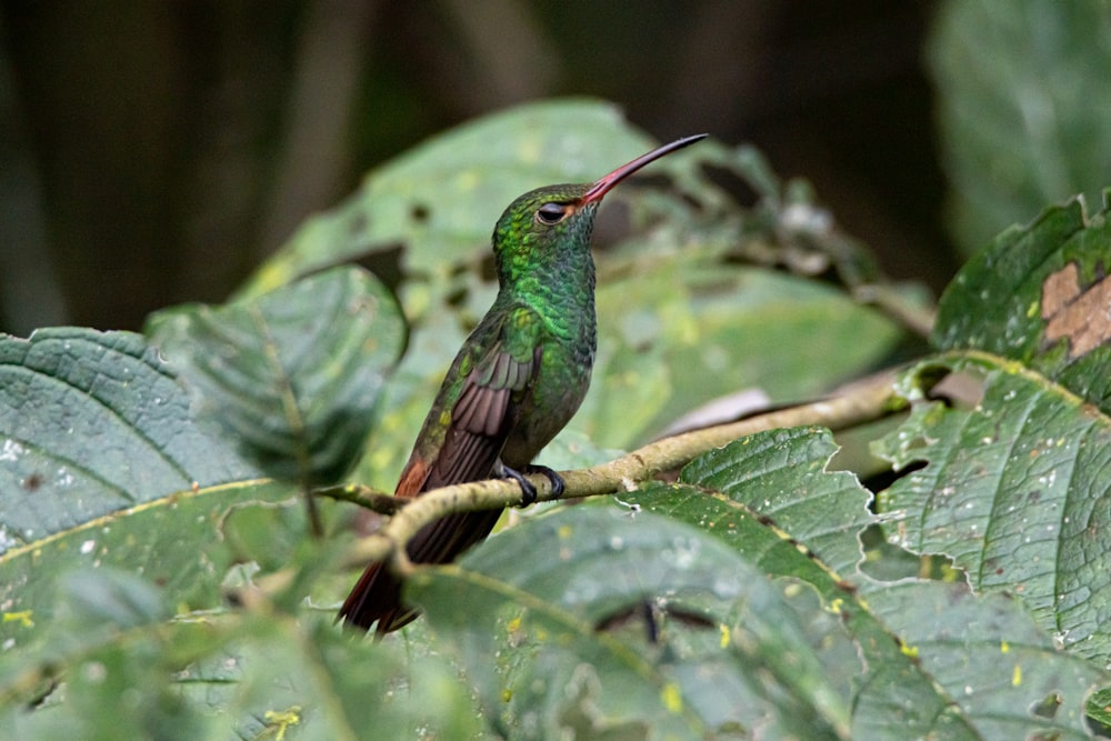 green and black bird on green leaf