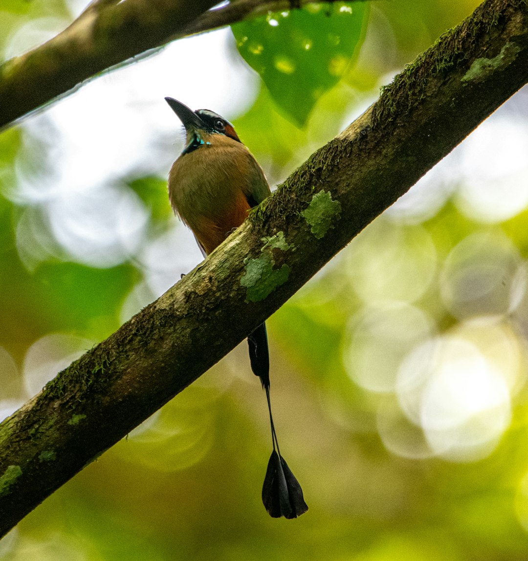 brown and black bird on tree branch during daytime