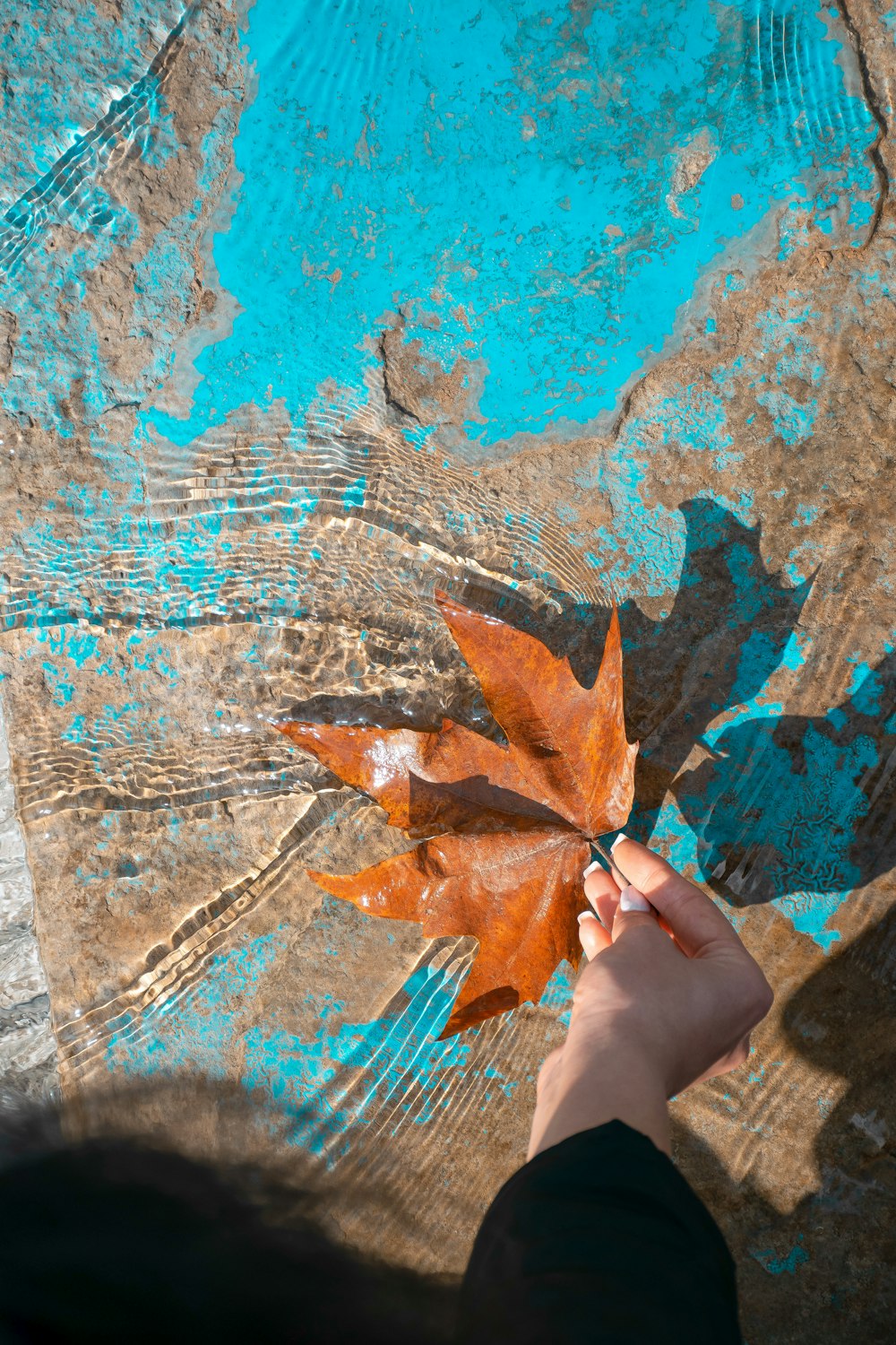 brown maple leaf on blue and white surface