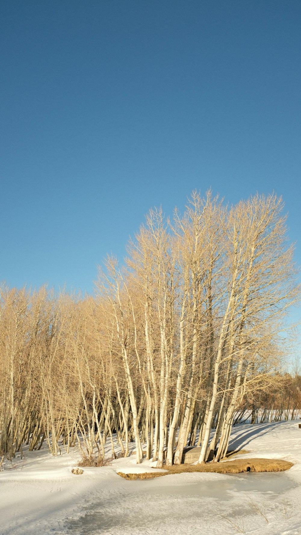 brown leafless trees under blue sky during daytime