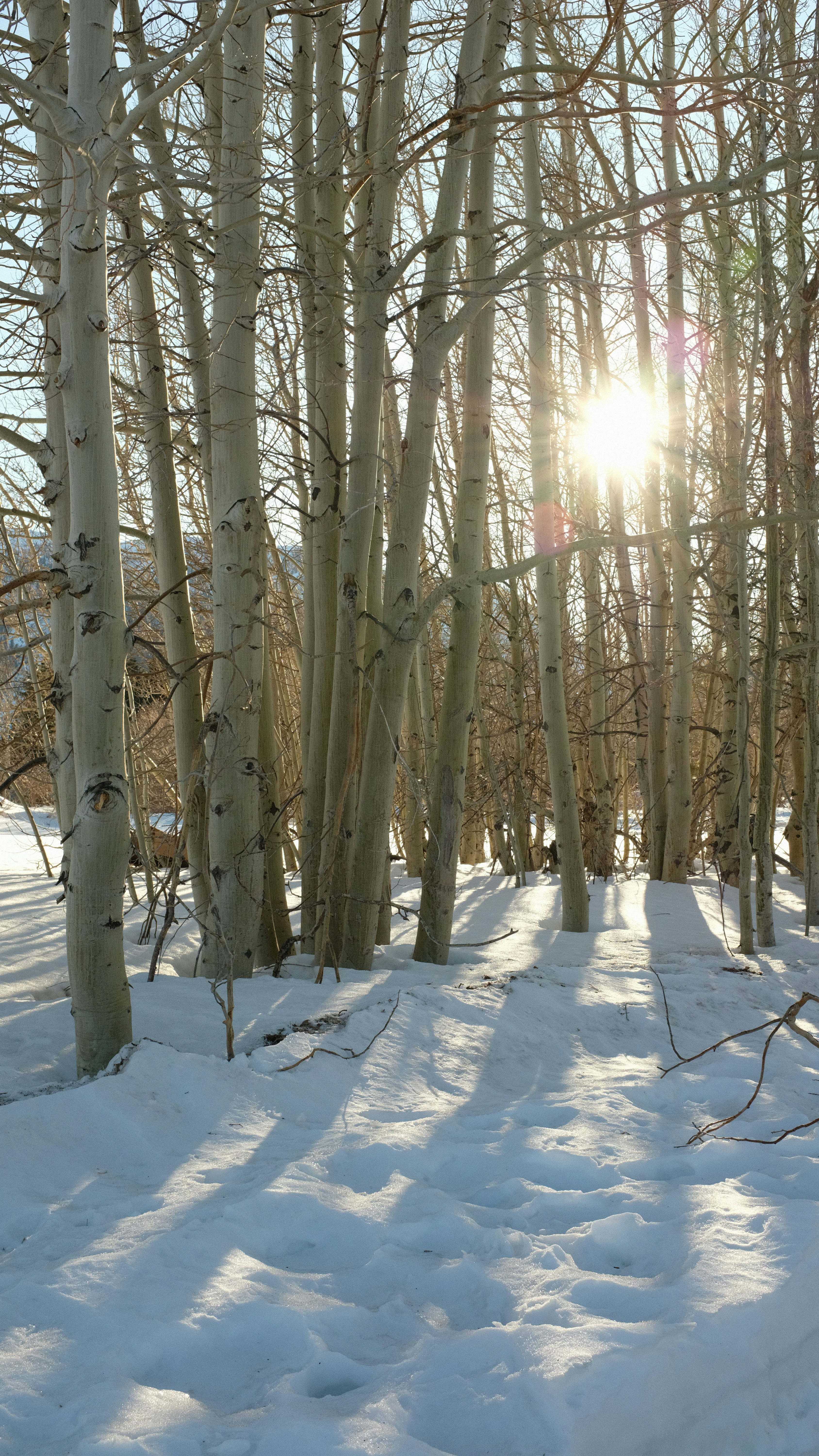 Photo by bearwashere