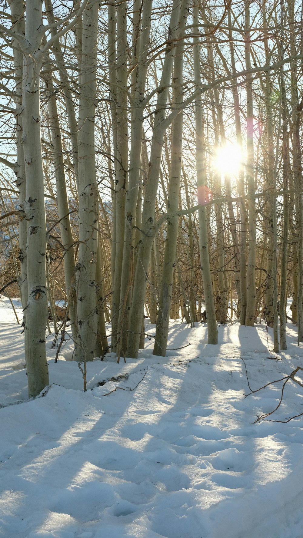 brown bare trees on snow covered ground during daytime