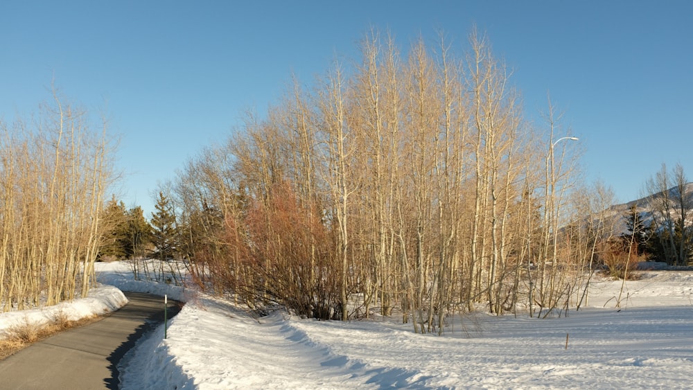 brown trees on snow covered ground during daytime