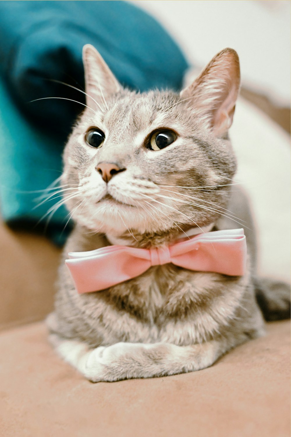silver tabby cat with pink bowtie