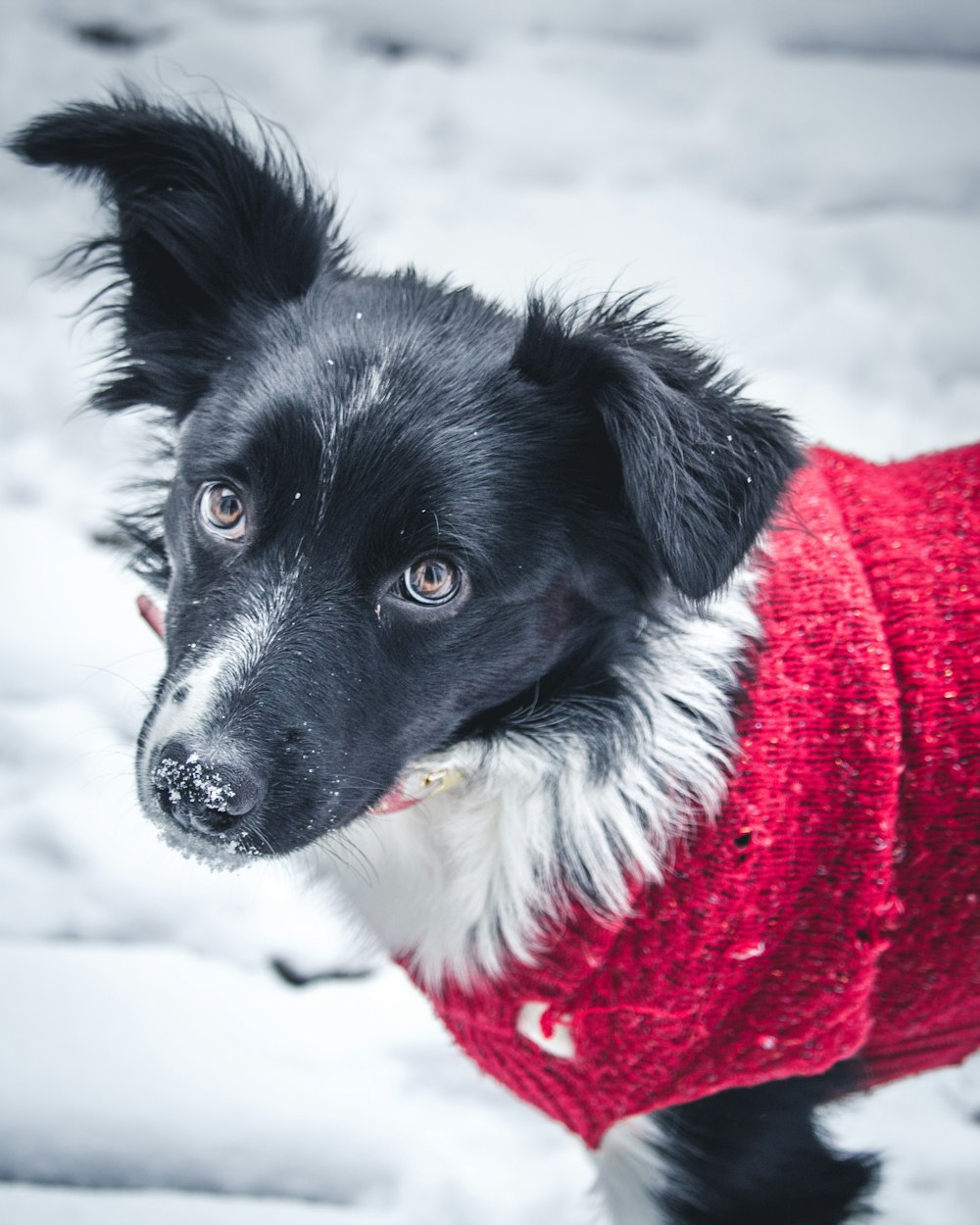 black and white border collie in red scarf