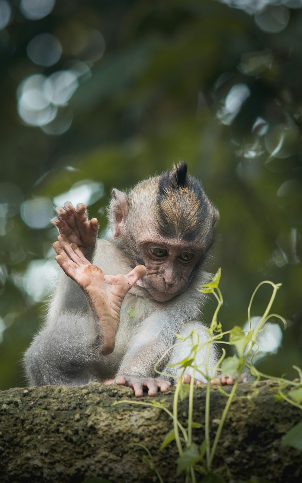 brown monkey on green plant during daytime