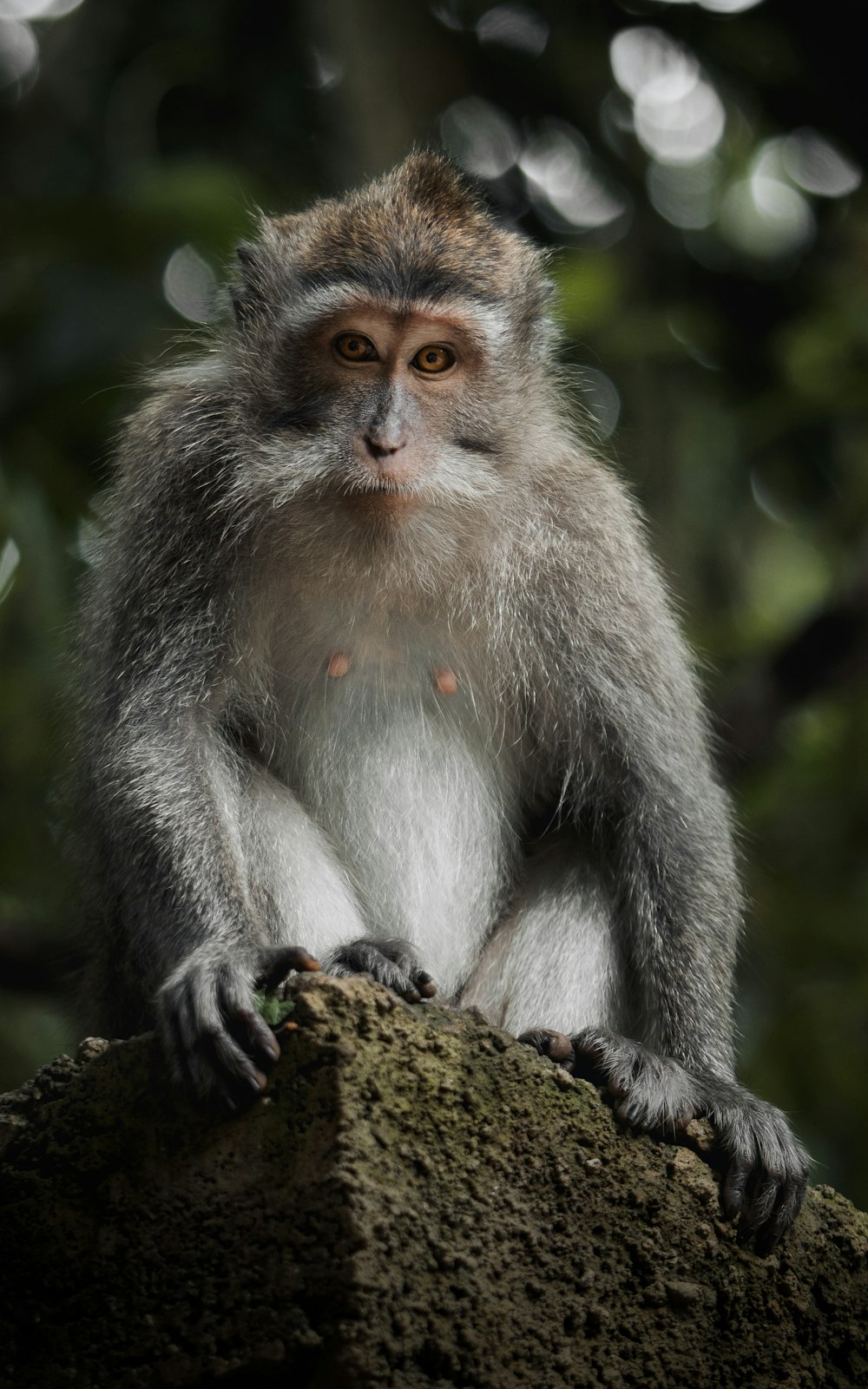 singe gris et blanc sur roche brune pendant la journée