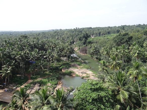 A lush green landscape with dense clusters of palm trees surrounding a winding river. The scene includes rocky patches interspersed with greenery. The setting appears tropical, indicating a natural and serene atmosphere.