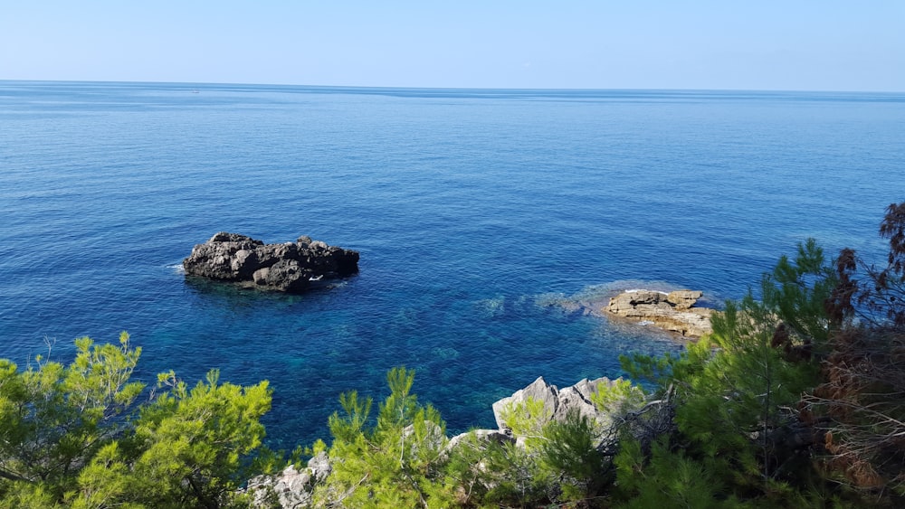 green trees on brown rocky shore during daytime