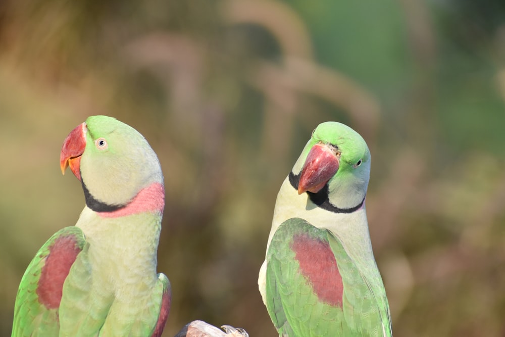 茶色の木の枝にとまった緑と白の鳥