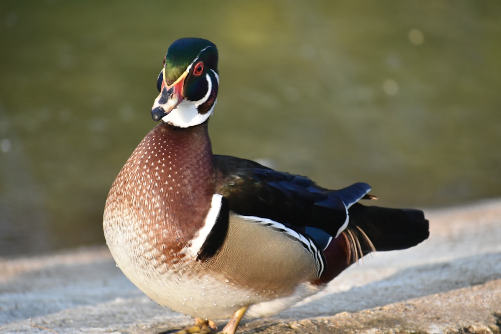 brown and white duck on water