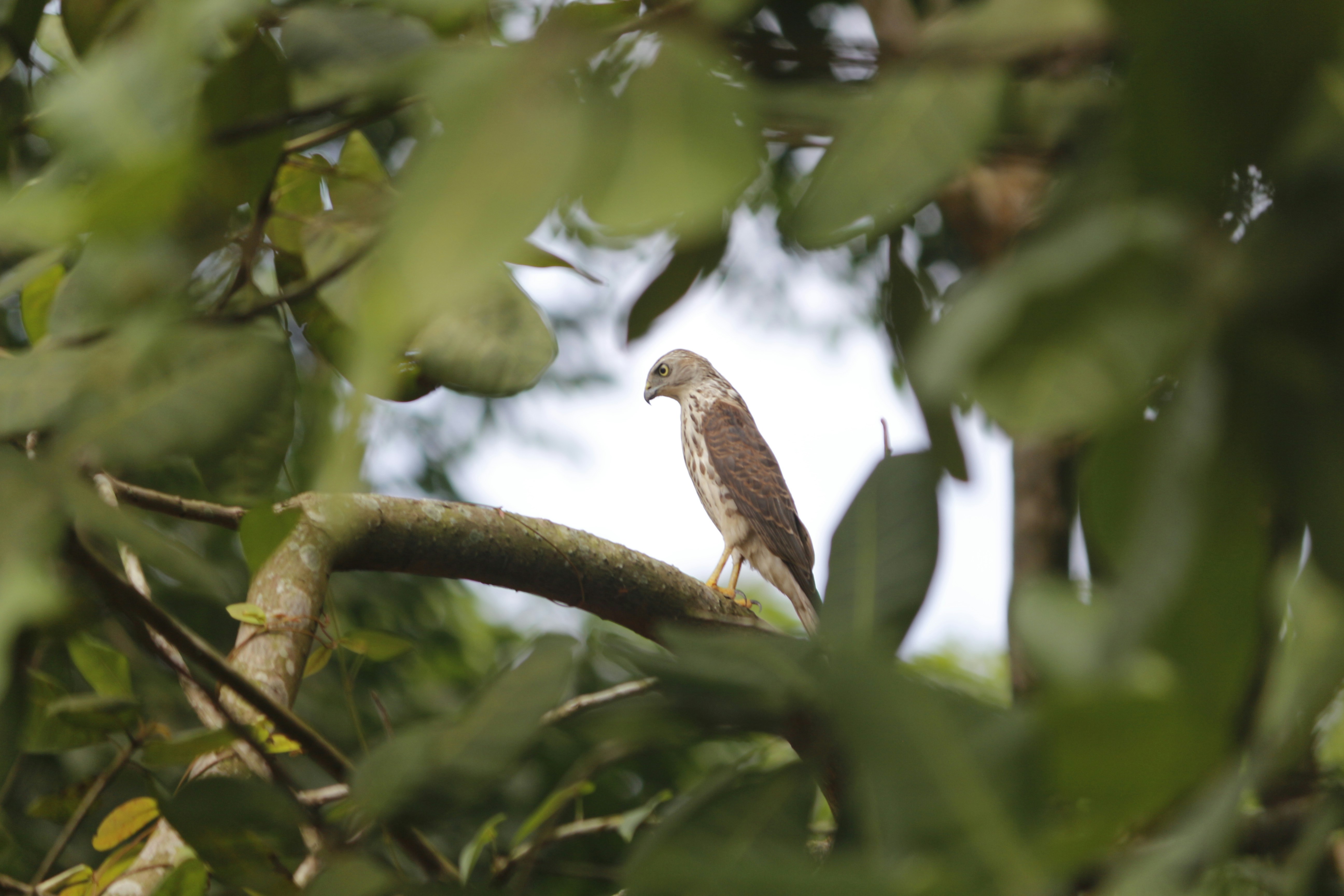 Photo by chunkghilourenz