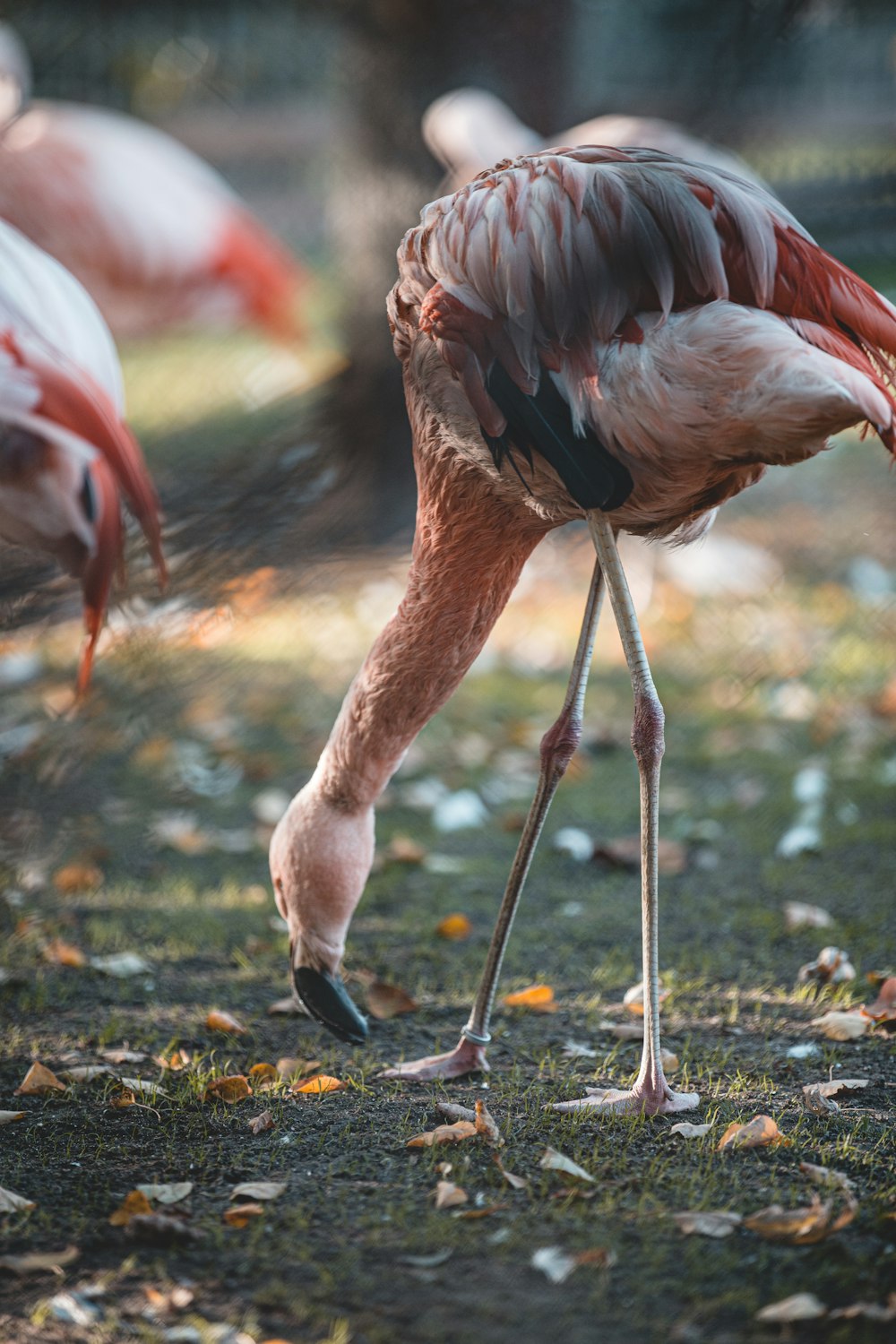 flamingo rosa na grama marrom durante o dia