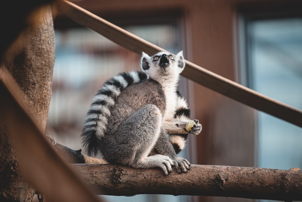 gray and black lemur on brown wooden fence during daytime