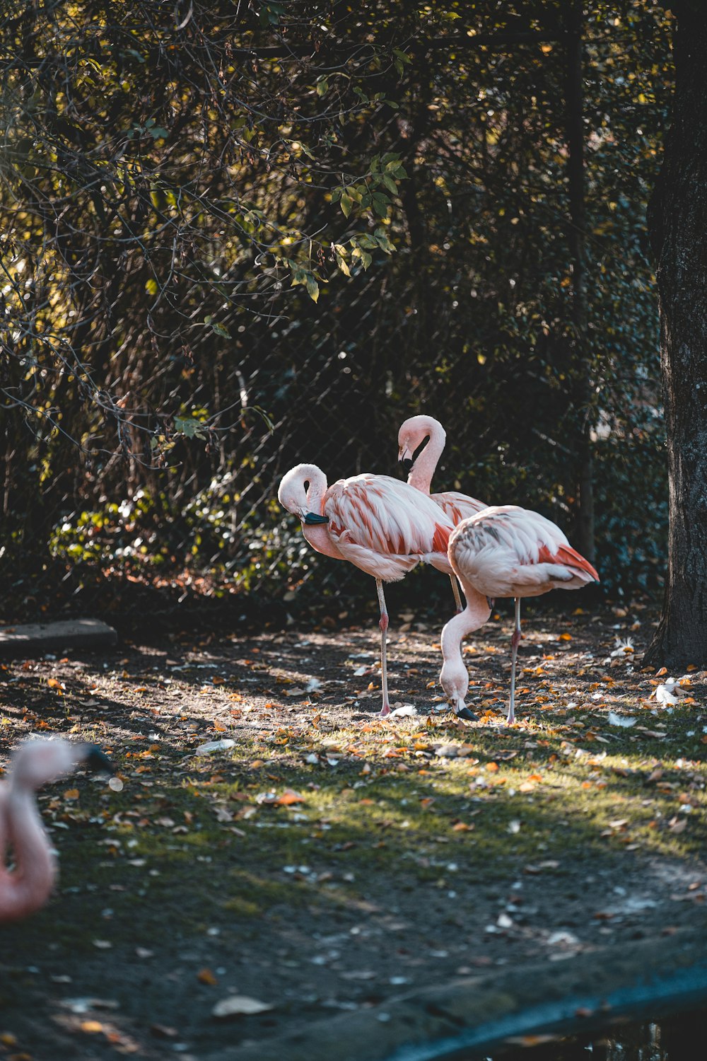 pink flamingos on green grass during daytime