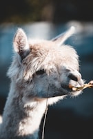 A close-up of a fluffy, light-colored alpaca eating some leaves. The alpaca's fur is soft and curly, and its ears are perked up. Its eyes are partially visible, and the background is a blurred, natural setting.
