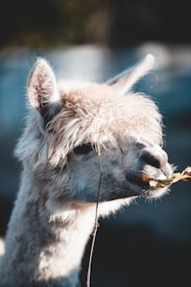 A close-up of a fluffy, light-colored alpaca eating some leaves. The alpaca's fur is soft and curly, and its ears are perked up. Its eyes are partially visible, and the background is a blurred, natural setting.