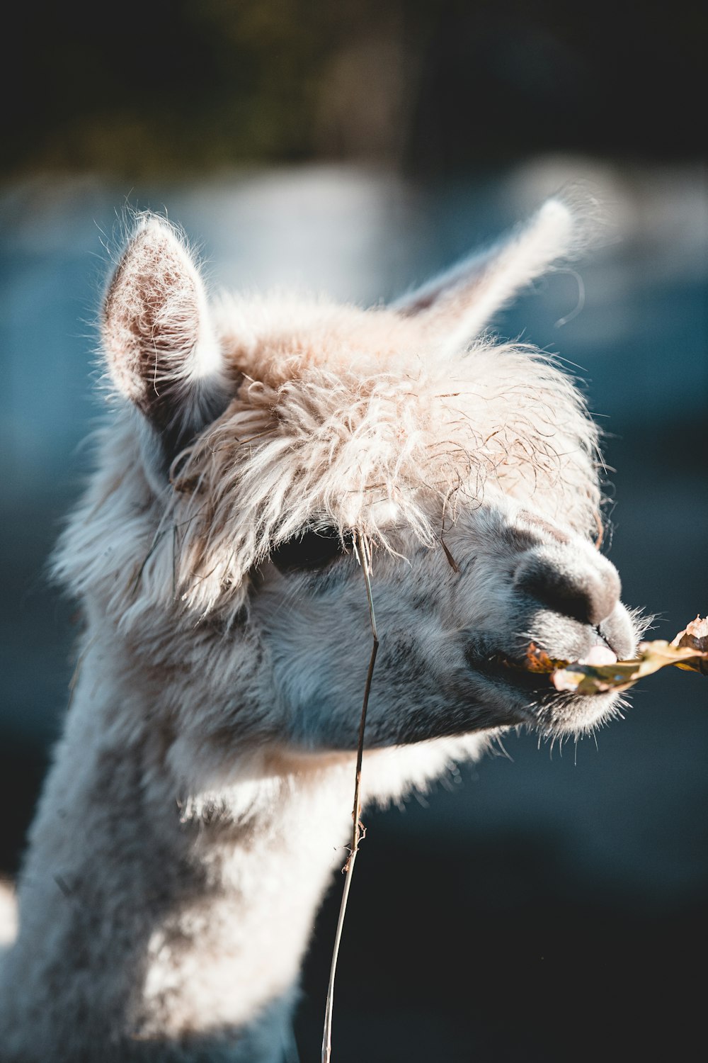 white and brown llama in close up photography