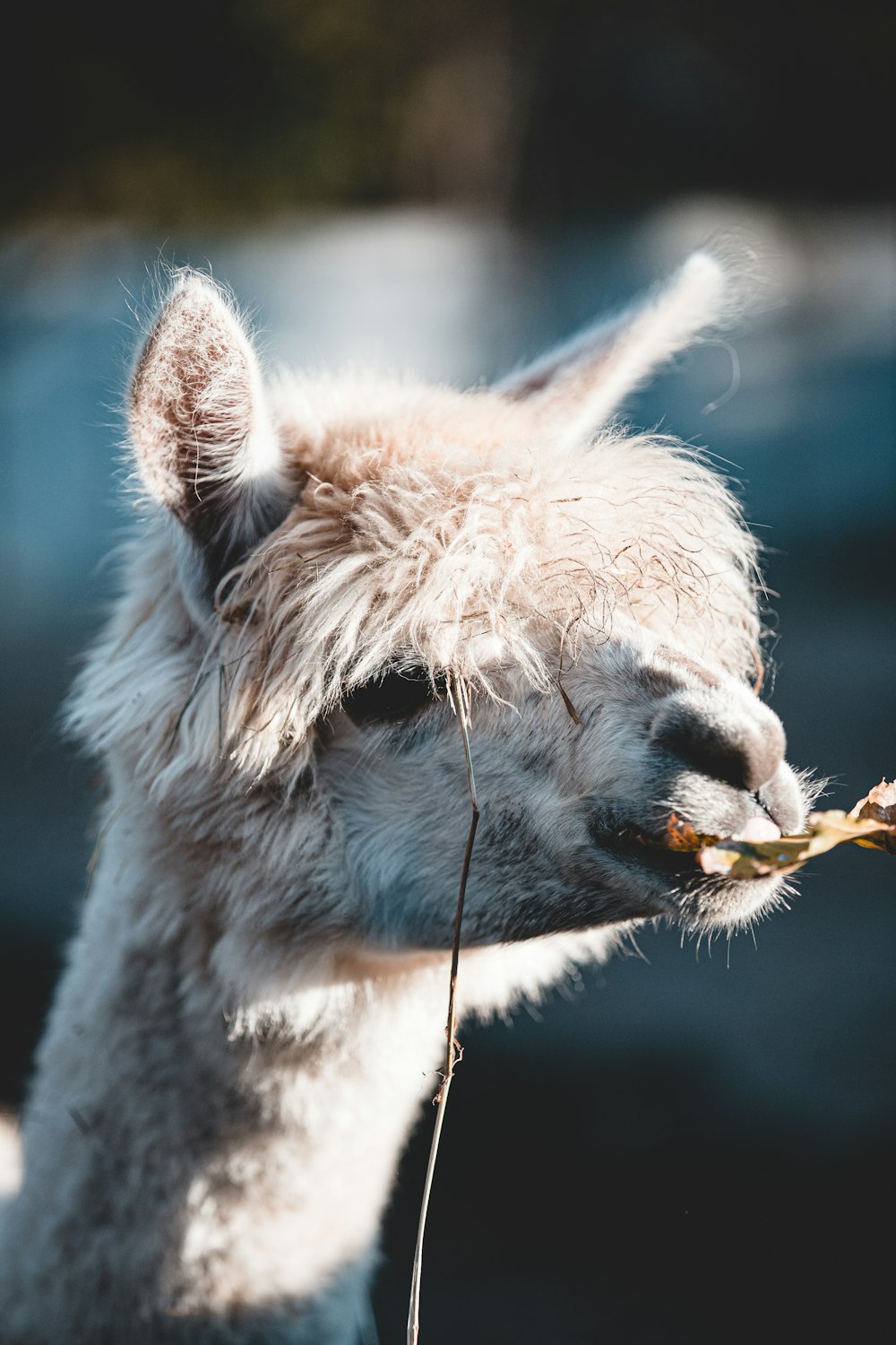 weißes und braunes Lama in Nahaufnahmen