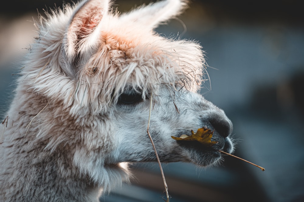 white and gray llama in tilt shift lens
