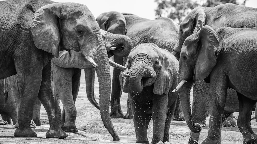Foto en escala de grises de un grupo de elefantes