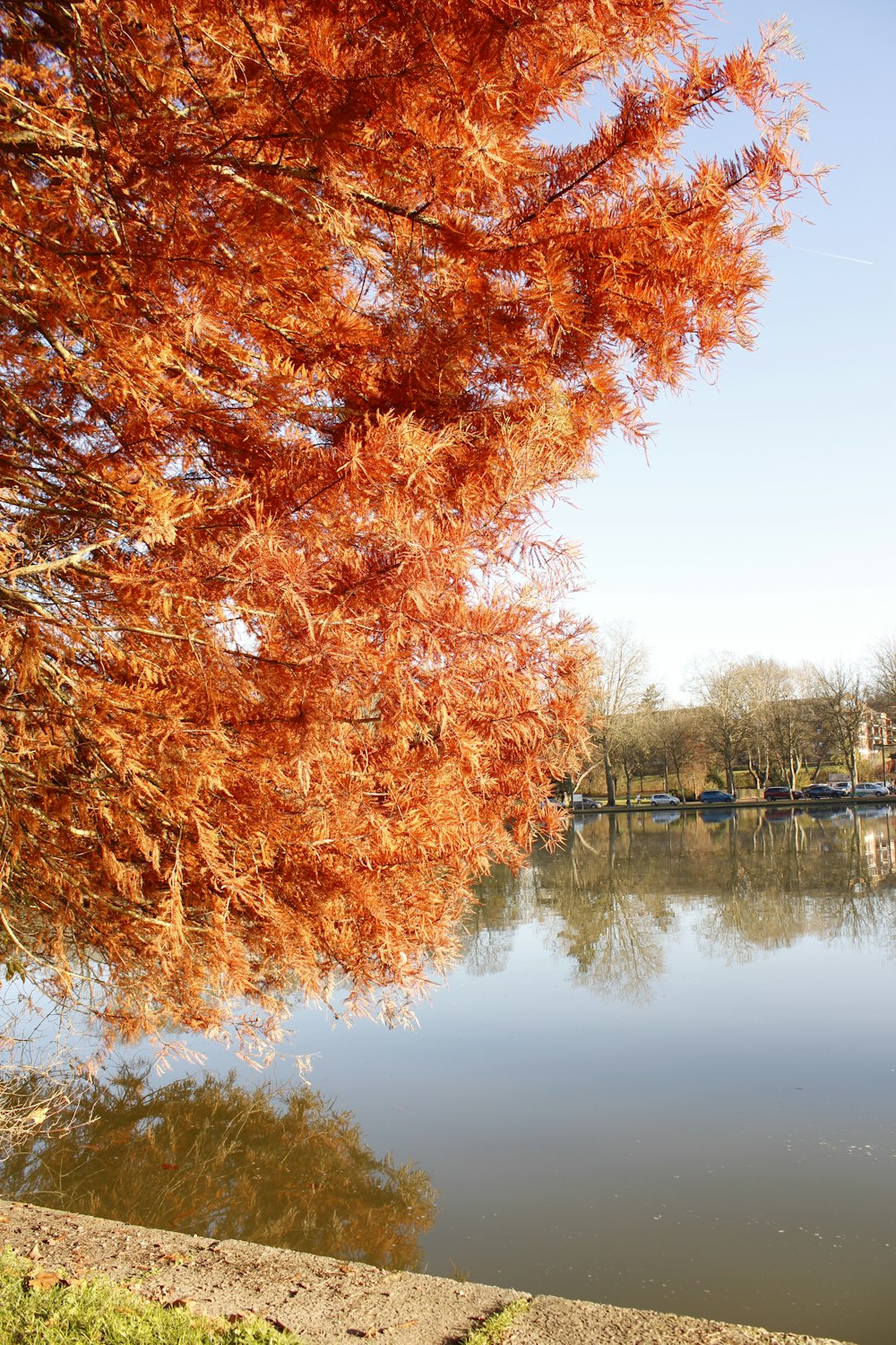 brown leaf trees near body of water during daytime