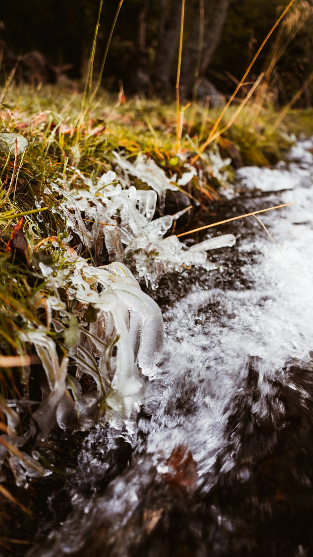 white ice on green grass during daytime