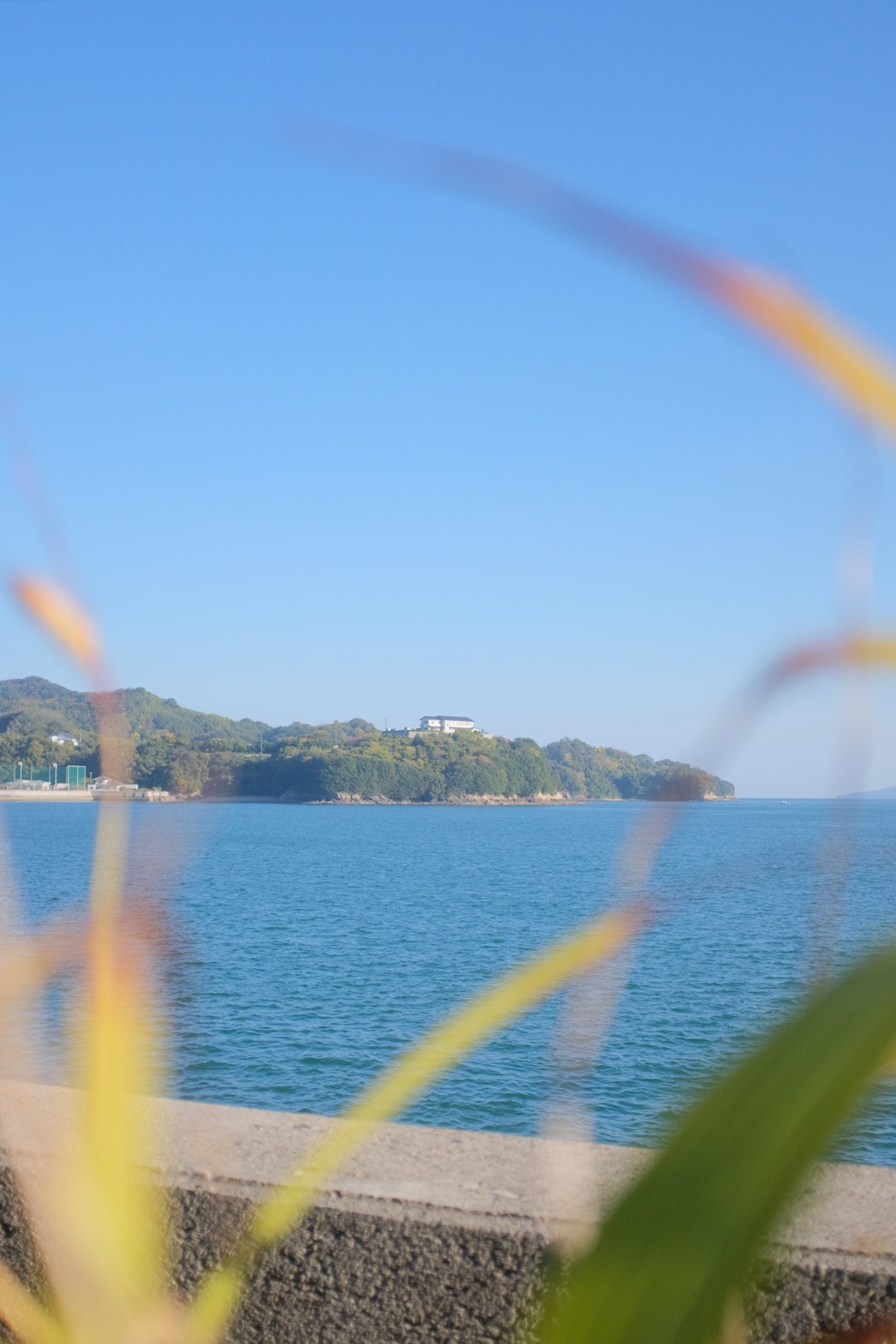 green trees near body of water during daytime