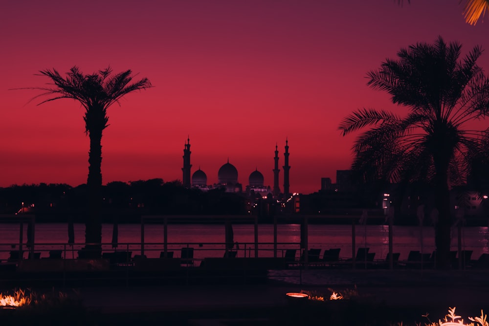 silhouette of palm trees during sunset