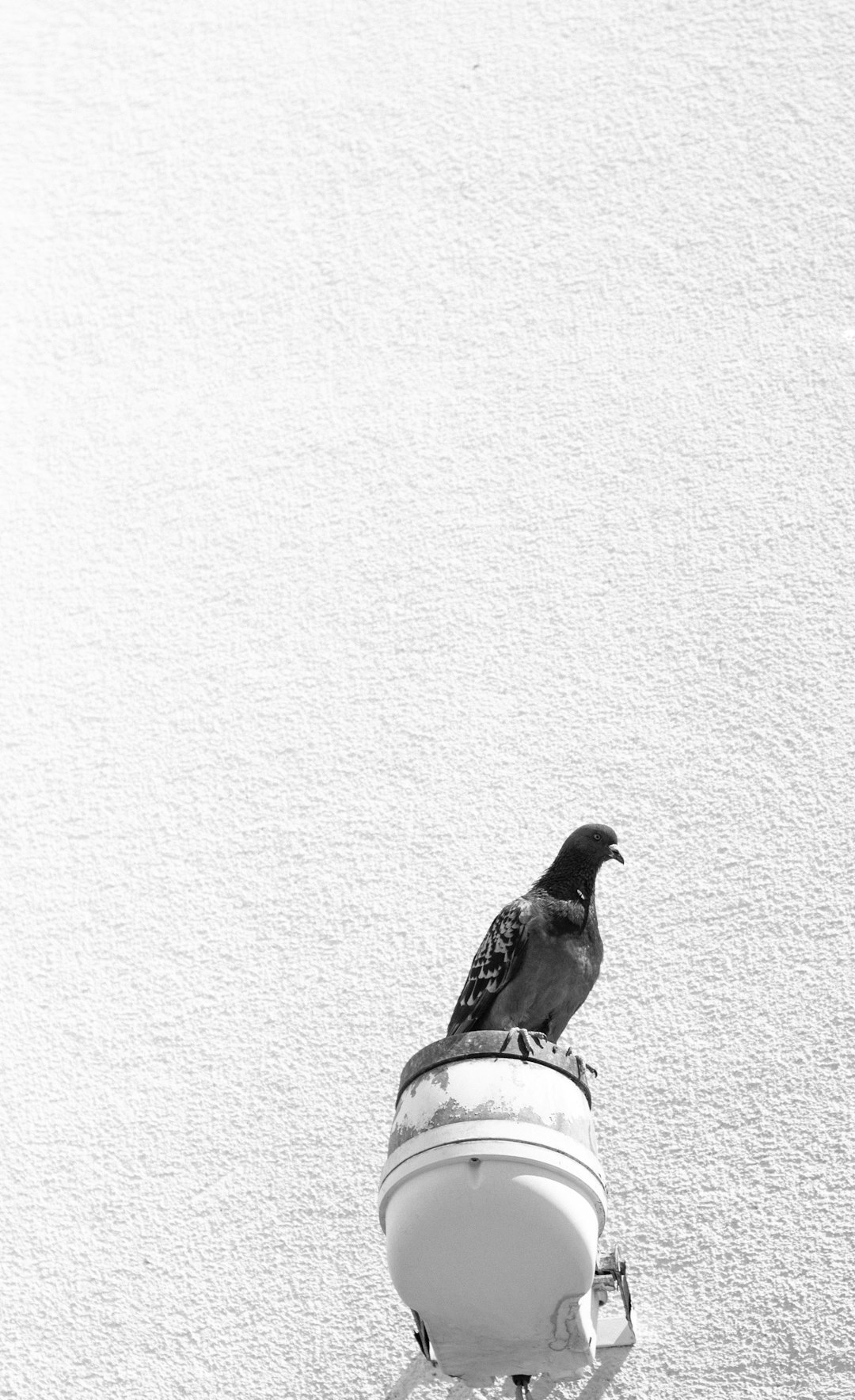 black and white bird on white wall