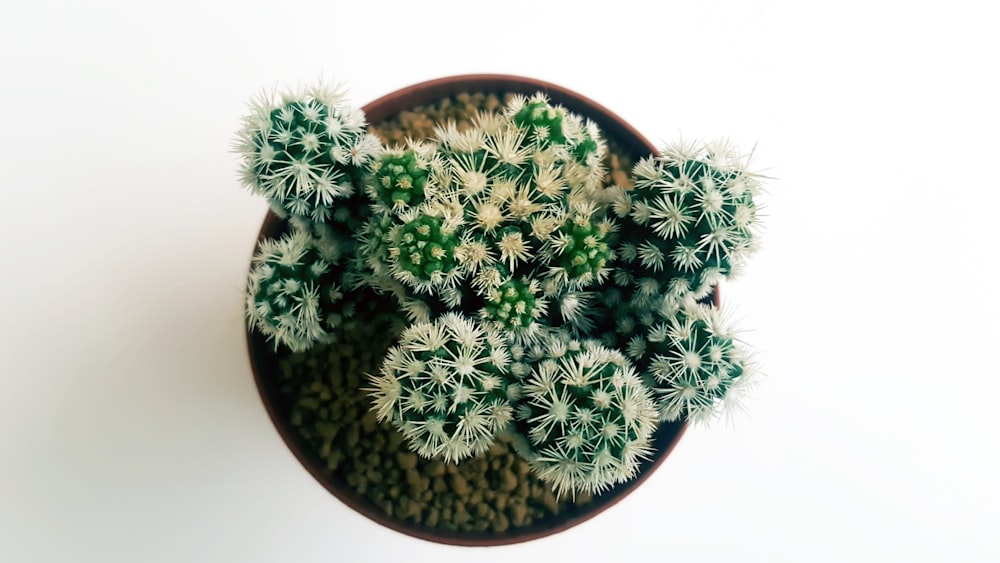 green and white plant on brown pot