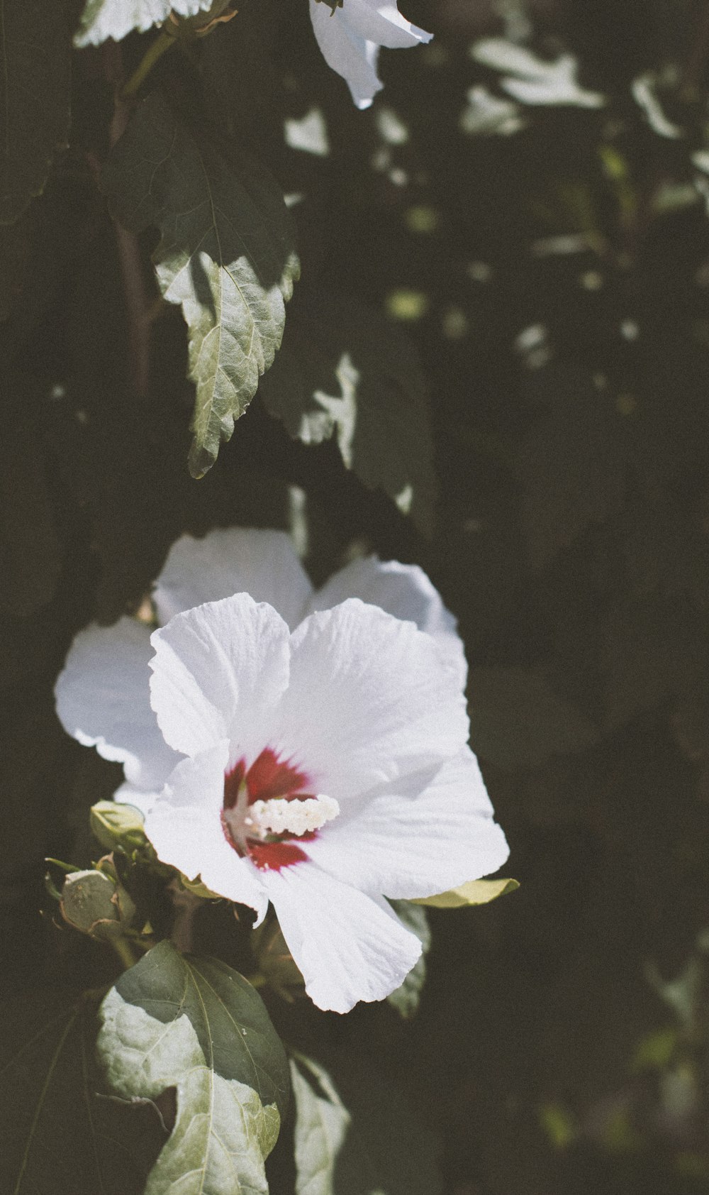 white hibiscus in bloom during daytime