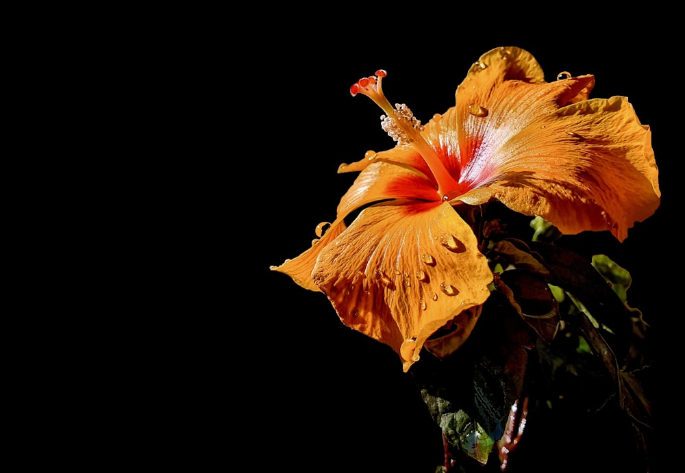 orange hibiscus in bloom close up photo