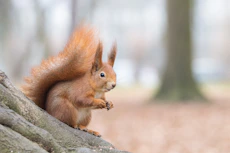 brown squirrel on brown tree branch during daytime